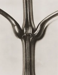 Impatiens glandulifera, 1929